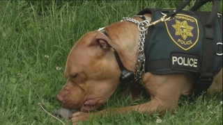 Meet Leonard: Ohio’s first pit bull police officer