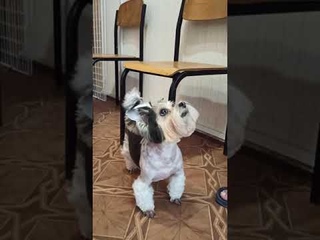 Biewer Yorkshire Terrier cut his hair./ Бивер йоркширский терьер подстригся./стрижка собак
