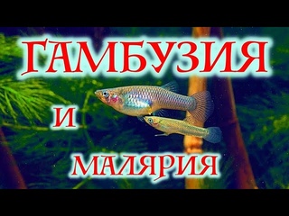 ГАМБУЗИЯ И МАЛЯРИЯ