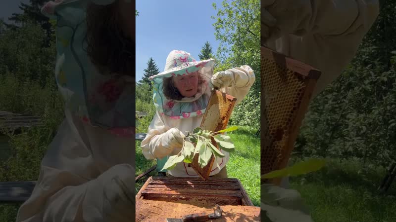 Зрелый мед, деревня, Ульи, пасека, зрелый мед, пчеловодство,