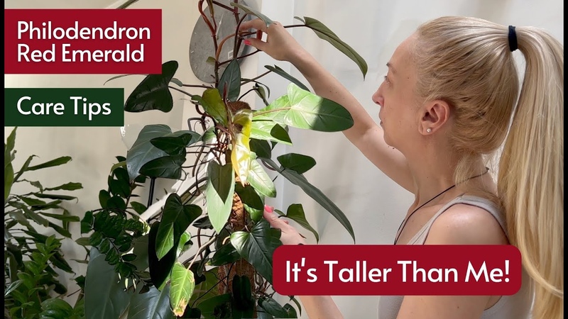 How to Care for Philodendron Red Emerald Complete Care