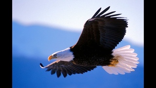Fred Bouchal - Eagles Fly Alone | Emotional Dramatic Music